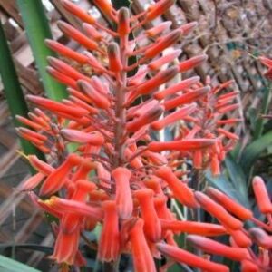 Aloe longibracteata - Bontaalwyn - 5 Seed Pack