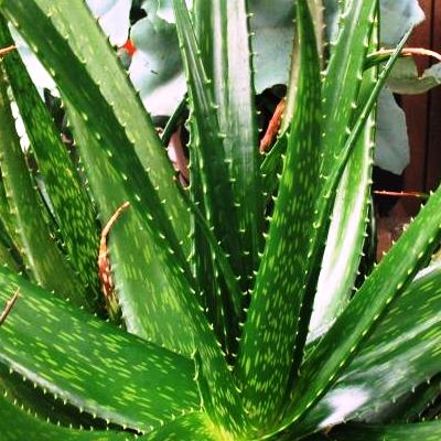 Aloe macrosiphon - 5 Seed Pack - Image 2