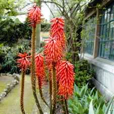 Aloe macrosiphon - 5 Seed Pack - Image 3