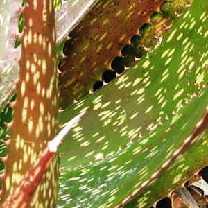 Aloe macrosiphon - 5 Seed Pack - Image 4