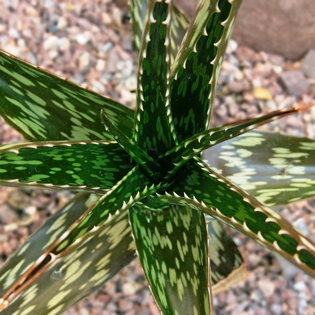 Aloe macrosiphon - 5 Seed Pack - Image 5