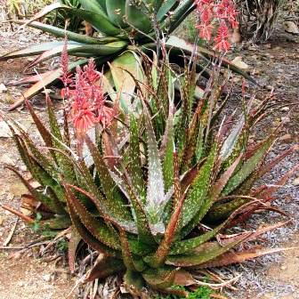 Aloe macrosiphon - 5 Seed Pack - Image 6