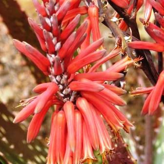 Aloe macrosiphon - 5 Seed Pack