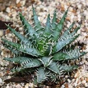 Aloe melanacantha - Black Spined Aloe, Small Mountain Aloe; Klein Bergalwyn; Goree - 5 Seed Pack