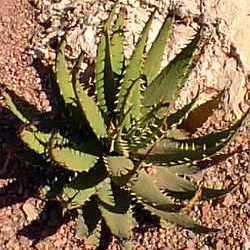 Aloe melanacantha - Black Spined Aloe, Small Mountain Aloe; Klein Bergalwyn; Goree - 5 Seed Pack - Image 3