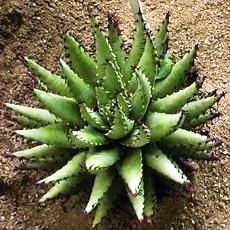 Aloe melanacantha - Black Spined Aloe, Small Mountain Aloe; Klein Bergalwyn; Goree - 5 Seed Pack - Image 4