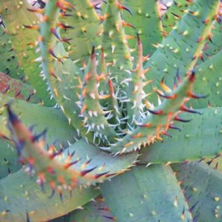 Aloe melanacantha - Black Spined Aloe, Small Mountain Aloe; Klein Bergalwyn; Goree - 5 Seed Pack - Image 5