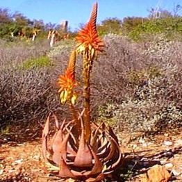 Aloe microstigma - Worcester Aloe, Karoo Aloe - 5 Seed Pack - Image 2