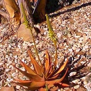 Aloe microstigma - Worcester Aloe, Karoo Aloe - 5 Seed Pack - Image 3