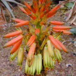 Aloe microstigma - Worcester Aloe, Karoo Aloe - 5 Seed Pack