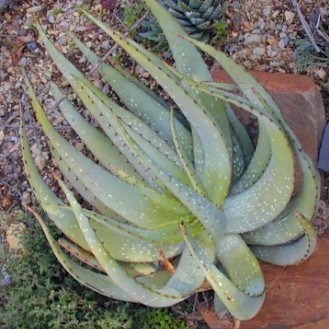 Aloe microstigma - Worcester Aloe, Karoo Aloe - 5 Seed Pack - Image 5