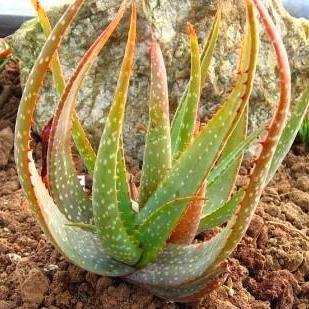 Aloe microstigma - Worcester Aloe, Karoo Aloe - 5 Seed Pack - Image 6