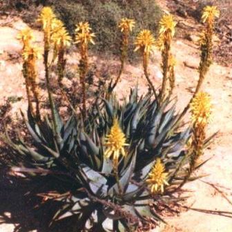 Aloe microstigma - Worcester Aloe, Karoo Aloe - 5 Seed Pack - Image 7