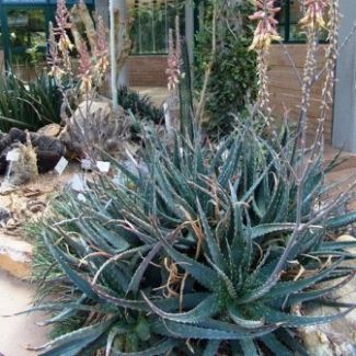 Aloe microstigma - Worcester Aloe, Karoo Aloe - 5 Seed Pack - Image 8