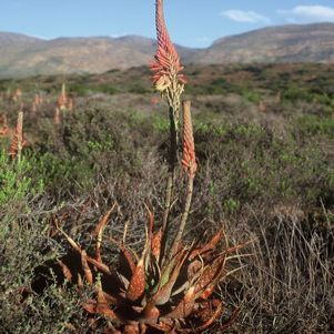 Aloe microstigma - Worcester Aloe, Karoo Aloe - 5 Seed Pack - Image 9