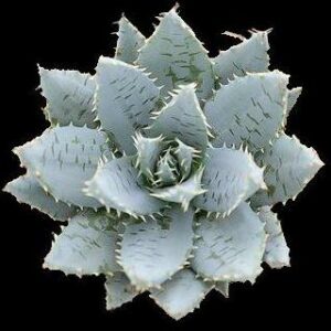 Aloe mitriformis - Mitre Aloe, Bishop's Cap Aloe - 5 Seed Pack