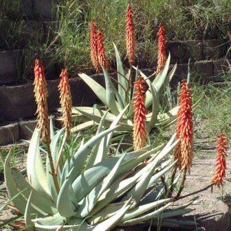 アロエ・ナミベンシス～Aloe namibensis Aloe Namibensis - 5 Seed Pack | Online Seed Store