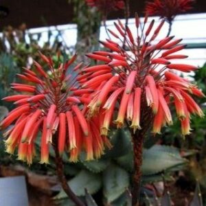 Aloe perfoliata - Mitre Aloe; Krans Aalwyn - 5 Seed Pack