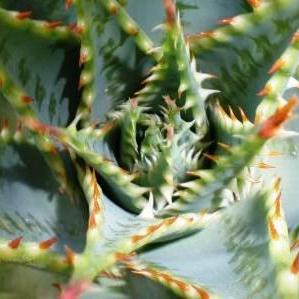 Aloe pratensis - Meadow Aloe - 5 Seed Pack