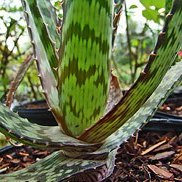 Aloe pruinosa - Slangkopaalwyn - 5 Seed Pack - Image 2