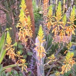Aloe pruinosa - Slangkopaalwyn - 5 Seed Pack - Image 3