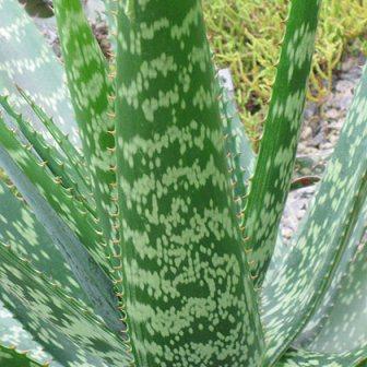 Aloe pruinosa - Slangkopaalwyn - 5 Seed Pack - Image 4