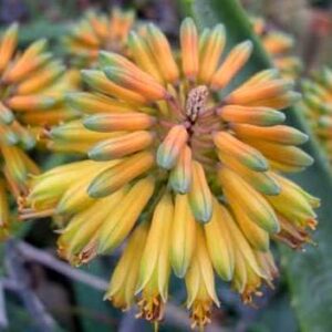Aloe sinkatana - 5 Seed Pack