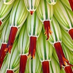 Aloe speciosa - Tilt-Head Aloe - 5 Seed Pack