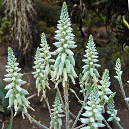 Aloe tomentosa - Hairy Green Aloe - 5 Seed Pack