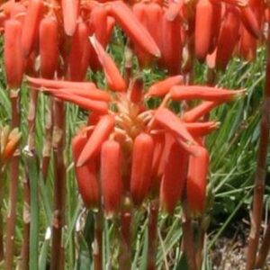 Aloe verecunda - 5 Seed Pack