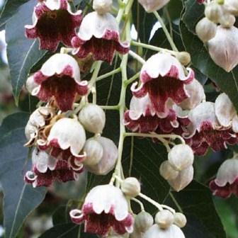 Brachychiton populneus - Australian Bottle Tree, Lacebark Kurrajong, White-flower Kurrajong, Bottle Tree, Black Kurrajong, Northern Kurrajong - 5 Seed Pack