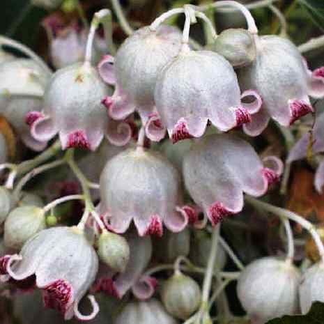 Brachychiton populneus - Australian Bottle Tree, Lacebark Kurrajong, White-flower Kurrajong, Bottle Tree, Black Kurrajong, Northern Kurrajong - 5 Seed Pack - Image 10