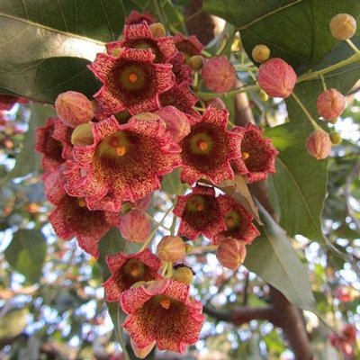Brachychiton populneus - Australian Bottle Tree, Lacebark Kurrajong, White-flower Kurrajong, Bottle Tree, Black Kurrajong, Northern Kurrajong - 5 Seed Pack - Image 11