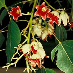 Brachychiton populneus - Australian Bottle Tree, Lacebark Kurrajong, White-flower Kurrajong, Bottle Tree, Black Kurrajong, Northern Kurrajong - 5 Seed Pack - Image 12