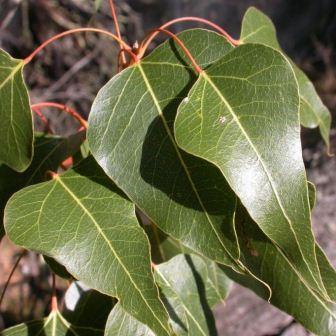 Brachychiton populneus - Australian Bottle Tree, Lacebark Kurrajong, White-flower Kurrajong, Bottle Tree, Black Kurrajong, Northern Kurrajong - 5 Seed Pack - Image 13