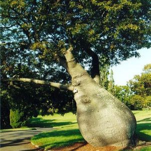 Brachychiton populneus - Australian Bottle Tree, Lacebark Kurrajong, White-flower Kurrajong, Bottle Tree, Black Kurrajong, Northern Kurrajong - 5 Seed Pack - Image 7