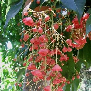 Brachychiton populneus - Australian Bottle Tree, Lacebark Kurrajong, White-flower Kurrajong, Bottle Tree, Black Kurrajong, Northern Kurrajong - 5 Seed Pack - Image 16