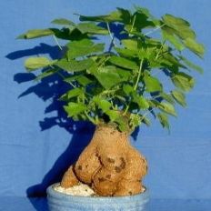 Brachychiton populneus - Australian Bottle Tree, Lacebark Kurrajong, White-flower Kurrajong, Bottle Tree, Black Kurrajong, Northern Kurrajong - 5 Seed Pack - Image 18