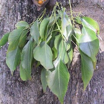 Brachychiton populneus - Australian Bottle Tree, Lacebark Kurrajong, White-flower Kurrajong, Bottle Tree, Black Kurrajong, Northern Kurrajong - 5 Seed Pack - Image 20
