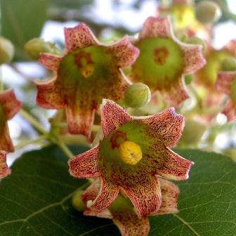 Brachychiton populneus - Australian Bottle Tree, Lacebark Kurrajong, White-flower Kurrajong, Bottle Tree, Black Kurrajong, Northern Kurrajong - 5 Seed Pack - Image 5