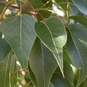 Brachychiton populneus - Australian Bottle Tree, Lacebark Kurrajong, White-flower Kurrajong, Bottle Tree, Black Kurrajong, Northern Kurrajong - 5 Seed Pack - Image 4