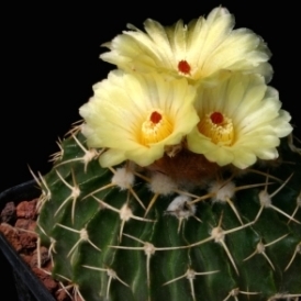 Notocactus macracanthus - 5 Seed Pack - Image 2