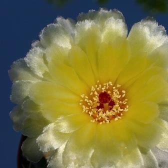 Notocactus macracanthus - 5 Seed Pack - Image 3
