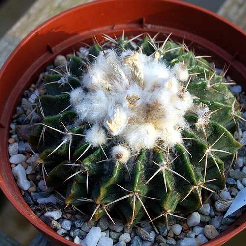Notocactus macracanthus - 5 Seed Pack - Image 4