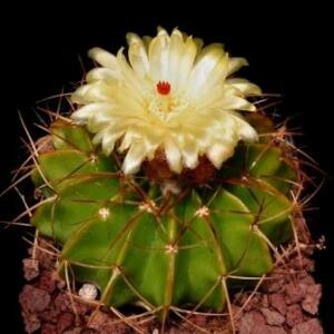 Notocactus macracanthus - 5 Seed Pack