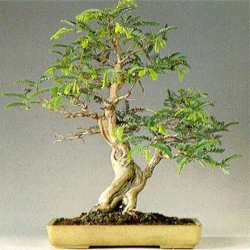 Vachellia erioloba x haematoxylon (Acacia erioloba x haematoxylon) - Bastard Camel Thorn; Basterkameeldoring Bonsai & Bonsai eBook - 5 Seed Pack