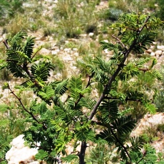 Senegalia hereroensis (Acacia hereroensis) - Arid Hook-thorn; Dorre-haakdoring - 5 Seed Pack - Image 2