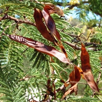 Senegalia hereroensis (Acacia hereroensis) - Arid Hook-thorn; Dorre-haakdoring - 5 Seed Pack - Image 3