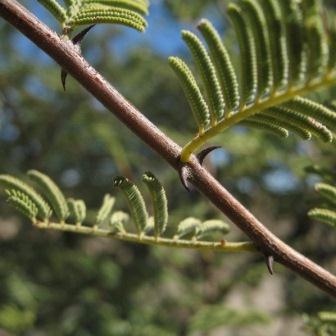 Senegalia hereroensis (Acacia hereroensis) - Arid Hook-thorn; Dorre-haakdoring - 5 Seed Pack - Image 4