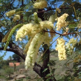 Senegalia hereroensis (Acacia hereroensis) - Arid Hook-thorn; Dorre-haakdoring - 5 Seed Pack - Image 5
